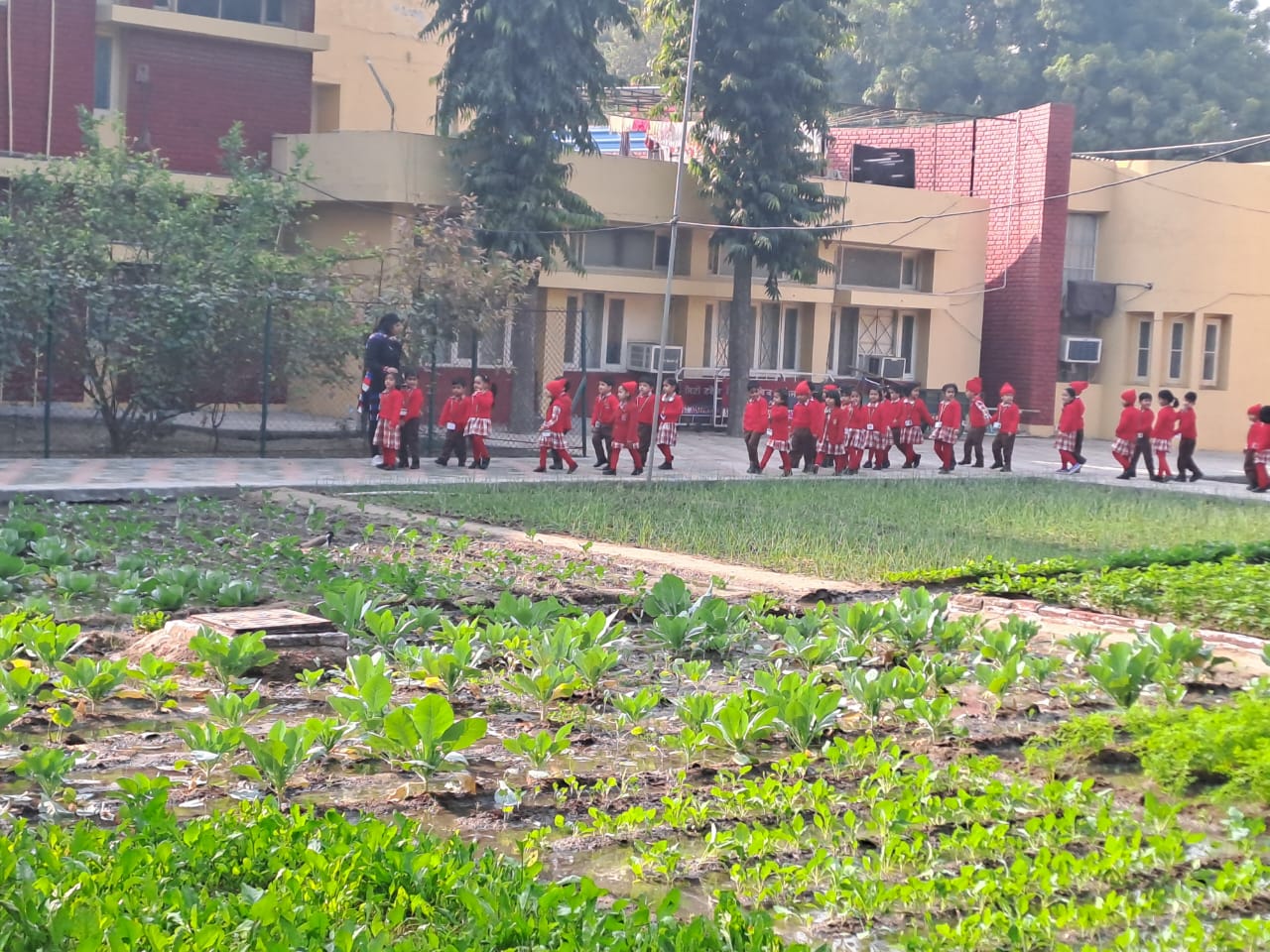 Field trip to the vegetable garden(Class